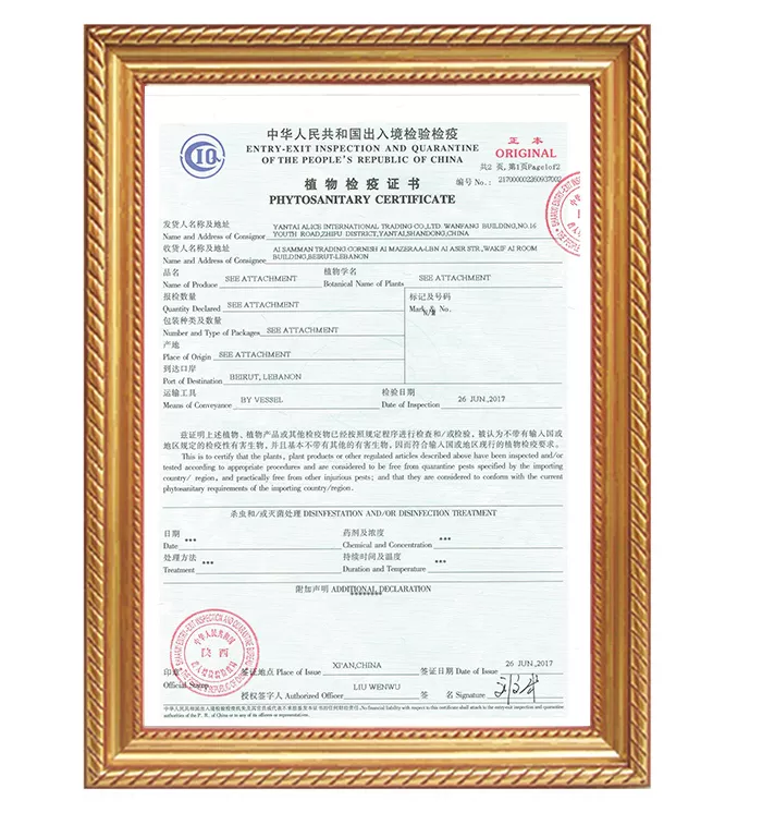 PHYTO CERT-CANTALOUPE-1